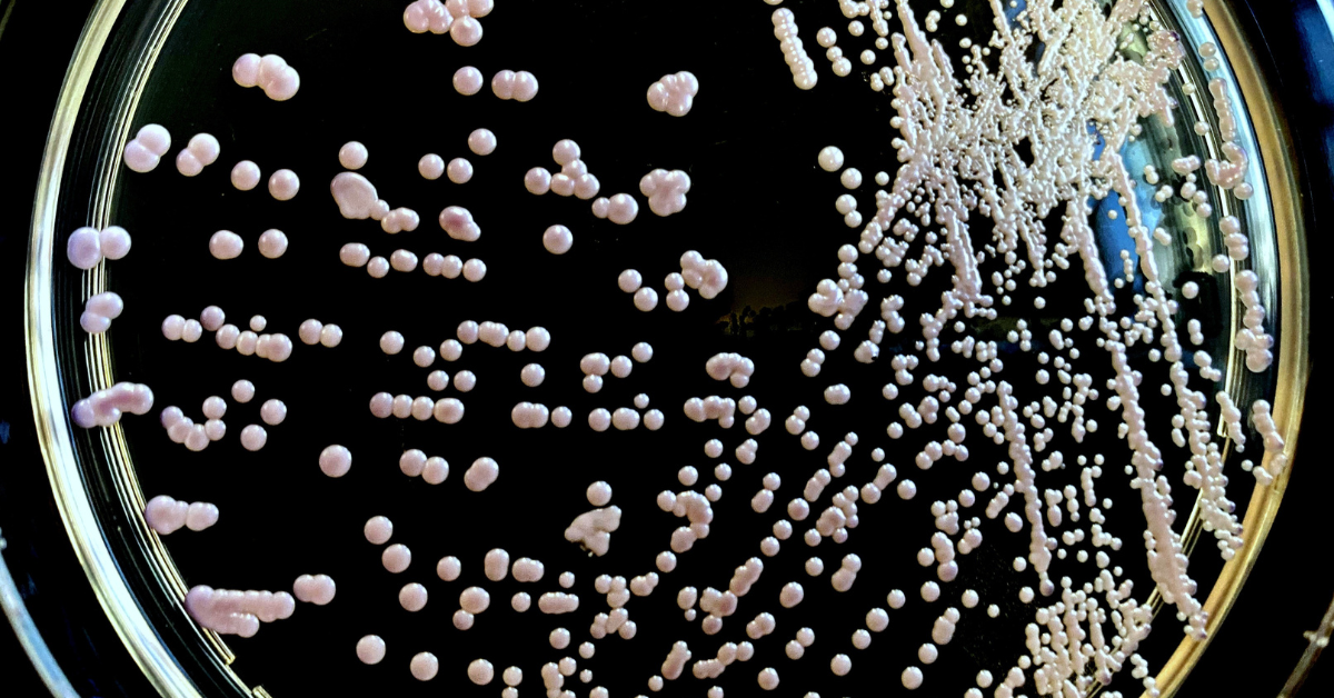 candida auris bacteria